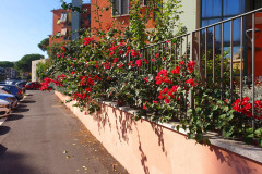 roma-pietralata-siepe-bougainvillea-rossa-via-pomona-foto-attuale