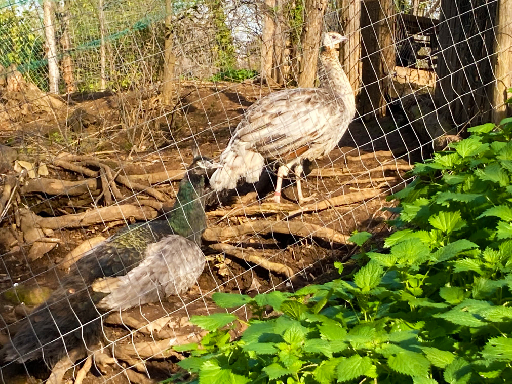 Area animali, fattoria nel Parco della Cervelletta