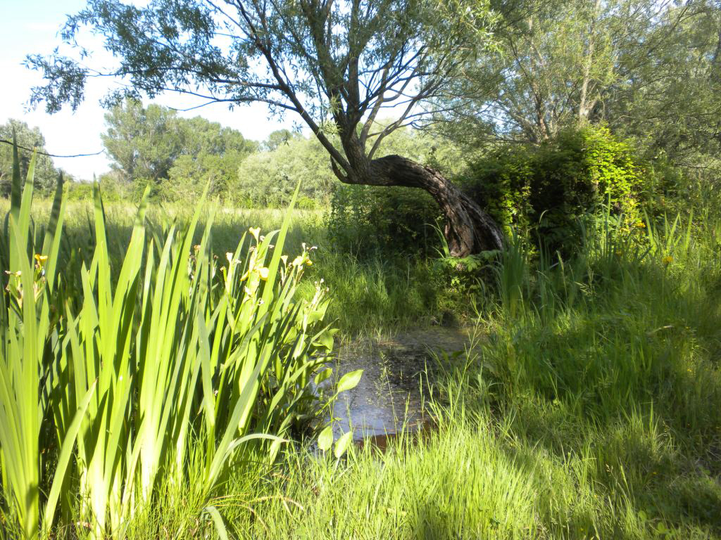 Area umida del Parco della Cervelletta